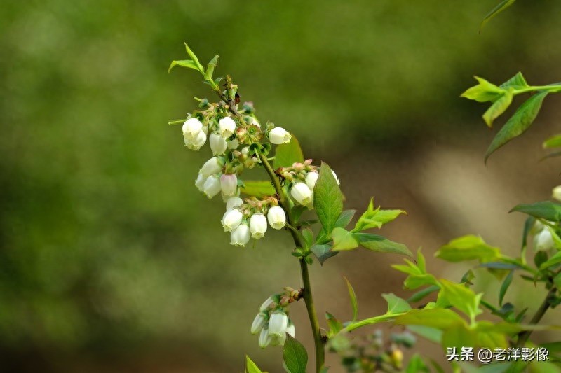 蓝莓开花会是什么样呢？吃过蓝莓的你不一定知道！