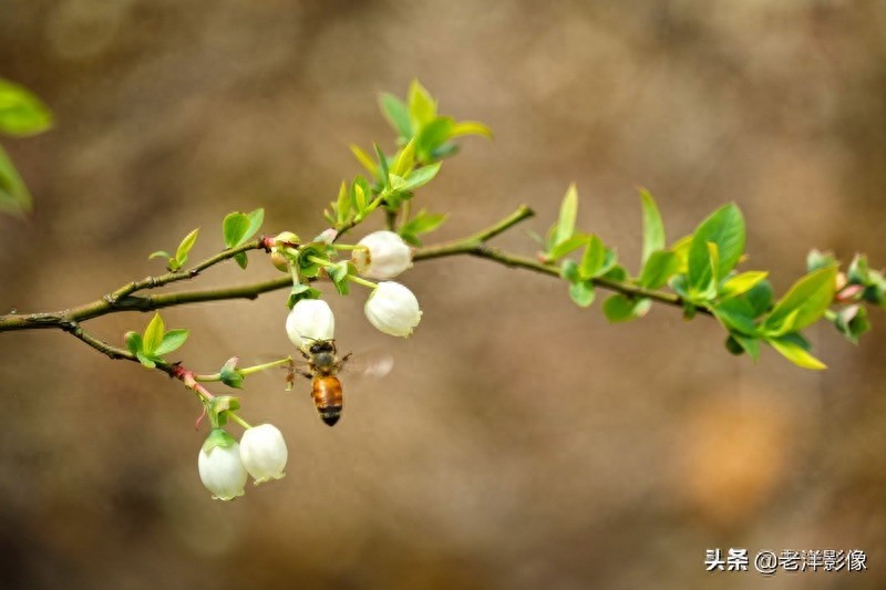 蓝莓开花会是什么样呢？吃过蓝莓的你不一定知道！