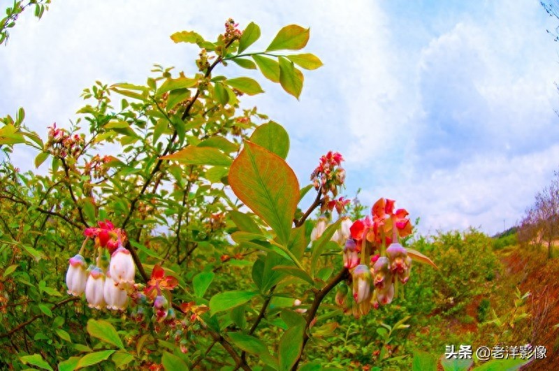 蓝莓开花会是什么样呢？吃过蓝莓的你不一定知道！