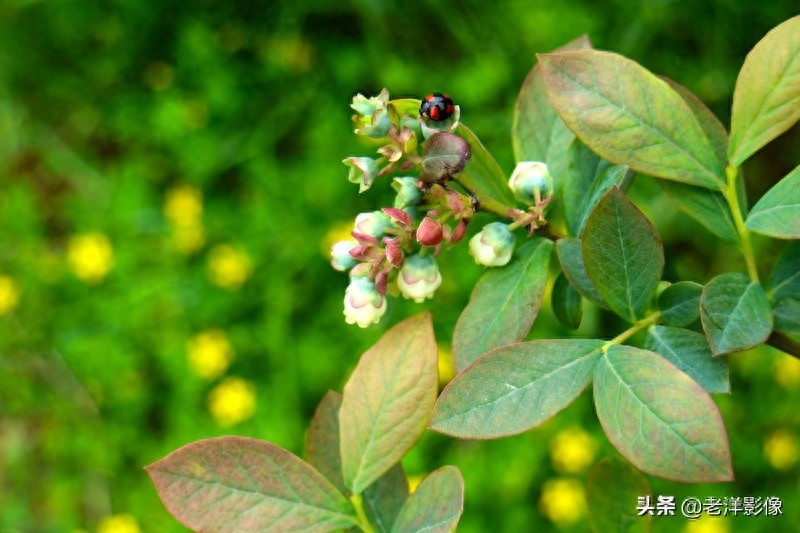 蓝莓开花会是什么样呢？吃过蓝莓的你不一定知道！