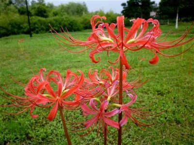 ​石蒜是一种什么样的植物？