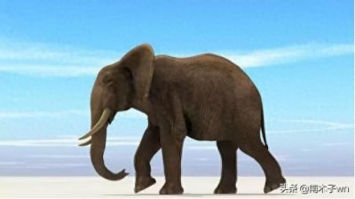 ​体积庞大的大象有天敌吗？大象最怕什么动物？看完长见识了