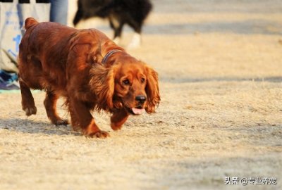 ​详解田野小猎犬