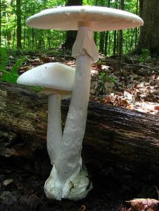 ​光听名字就吓死人的菇类、菌类