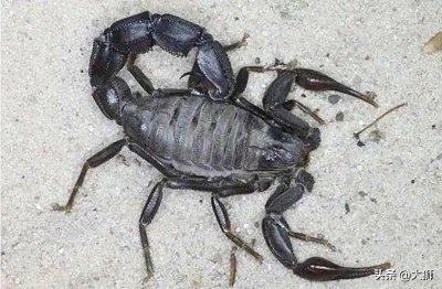 ​蝎子的克星是什么？关于这个问题，古人早已给出了答案