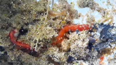 ​臭水沟“红虫子”居然百元1斤，它究竟是什么？为什么禁止捕捞？