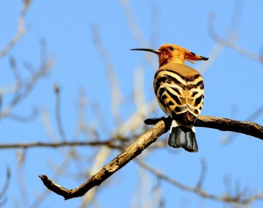 ​啄木鸟到底是益鸟还是害鸟？它的＂鸟设＂估计保不住了