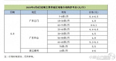 ​价格崩盘，跌穿成本！泥鳅究竟怎么了？