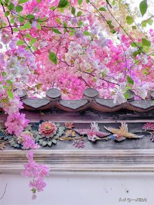 ​三角梅，热情如火的生命之花