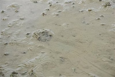 ​最美 邂“鲎”