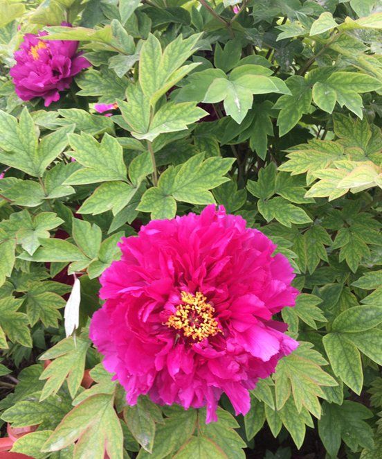 新鲜竹笋怎样泡成酸笋,鲜竹笋怎么做处理图3