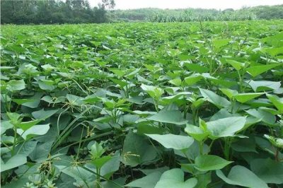 ​红薯怎么打叉掐尖 红薯怎么高效种植（掐两次）