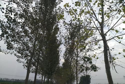 声振林木,响遏行云的遏是什么意思