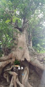 ​什么是佛系玩家(佛系玩家是什么意思啊)