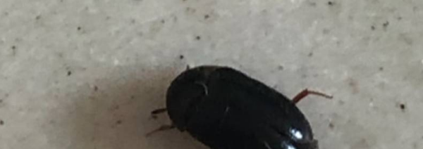 卧室有黑色硬壳小虫源头在哪,卧室有黑色硬壳小虫源头在哪,宿舍旁有树图1