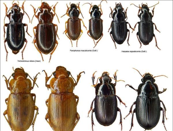 卧室有黑色硬壳小虫源头在哪,卧室有黑色硬壳小虫源头在哪,宿舍旁有树图2