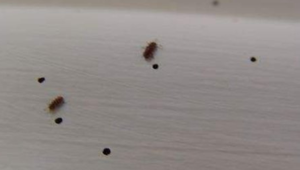 卧室有黑色硬壳小虫源头在哪,卧室有黑色硬壳小虫源头在哪,宿舍旁有树图4