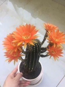 ​盆栽仙人球选这种，开花勤快，花朵超漂亮，种植容易！