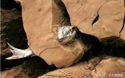 ​住在土里的鱼！非洲猎奇肺鱼：最长躲墙中四年不死