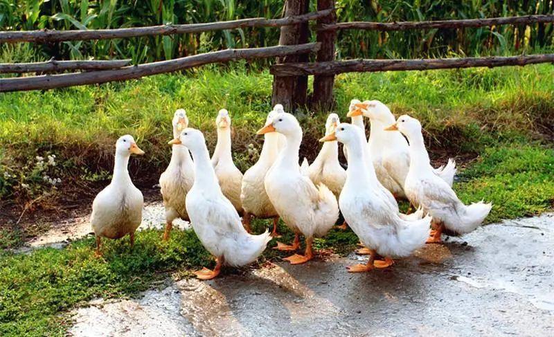 啊啊啊是什么歌曲(印度开头啊啊啊啊啊的歌曲) 歌曲 印度 第31张