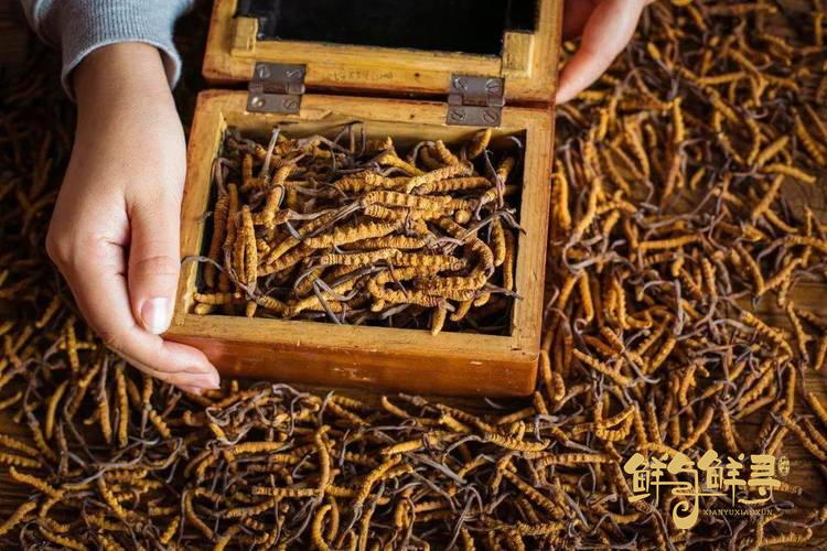 冬虫夏草一斤有多少条（一斤干虫草有多少根虫子）(图2)