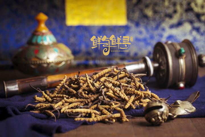 冬虫夏草一斤有多少条（一斤干虫草有多少根虫子）(图1)