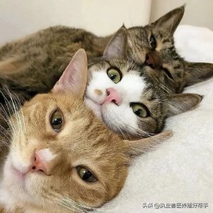 ​7个方法教你猫跳蚤怎么去除更彻底！