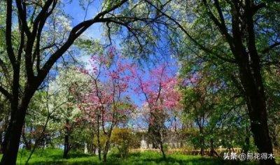 ​二十四花信歌全文 二十四时花信风是指什么生肖