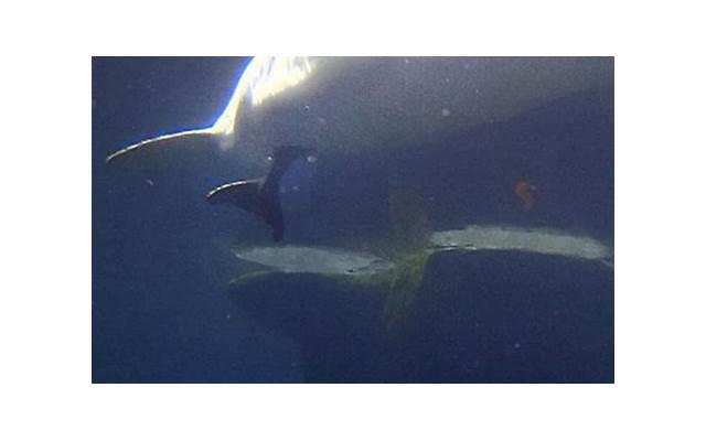 相亲的具体流程是什么 相亲的好处和坏处是什么