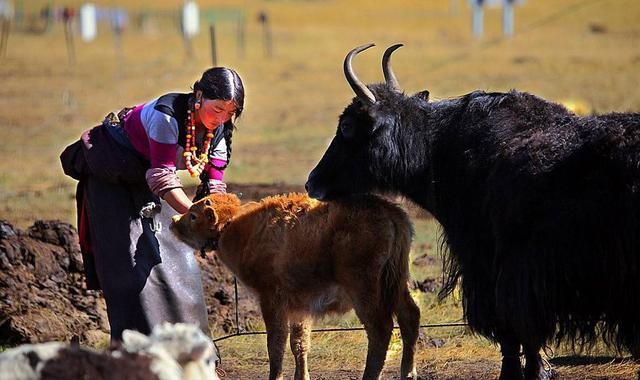 好听的藏族歌曲分享（9次西藏之旅3个小故事）