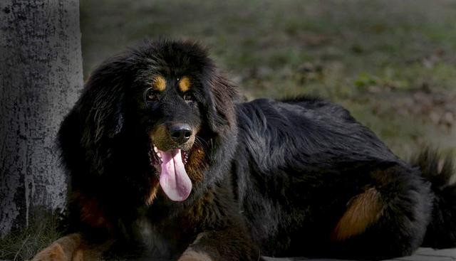 好听的藏族歌曲分享（9次西藏之旅3个小故事）