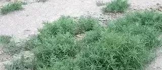 我拿什么拯救你的歌词(我拿什么拯救你歌词孙楠) 孙楠 第2张