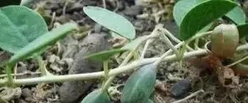 我拿什么拯救你的歌词(我拿什么拯救你歌词孙楠) 孙楠 第4张