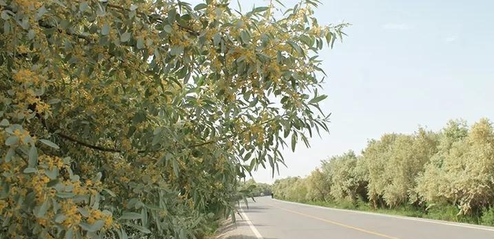 我拿什么拯救你的歌词(我拿什么拯救你歌词孙楠) 孙楠 第8张