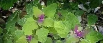 我拿什么拯救你的歌词(我拿什么拯救你歌词孙楠) 孙楠 第7张