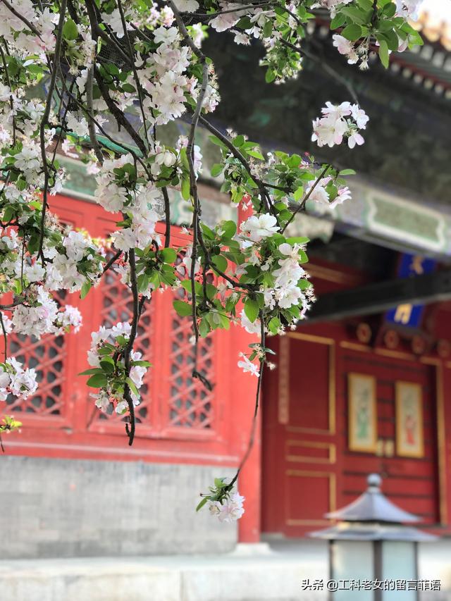 桃李芳菲梨花笑是什么歌曲（桃李芳菲梨花笑）(3)