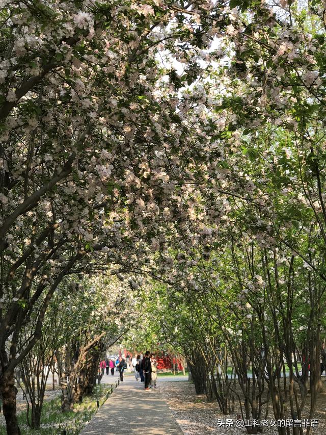 桃李芳菲梨花笑是什么歌曲（桃李芳菲梨花笑）(4)
