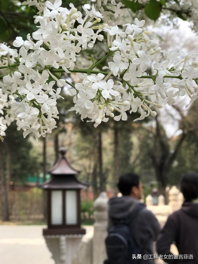 桃李芳菲梨花笑是什么歌曲（桃李芳菲梨花笑）(2)