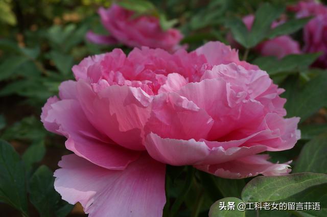 桃李芳菲梨花笑是什么歌曲（桃李芳菲梨花笑）(5)