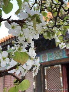 ​桃李芳菲梨花笑是什么歌曲（桃李芳菲梨花笑）