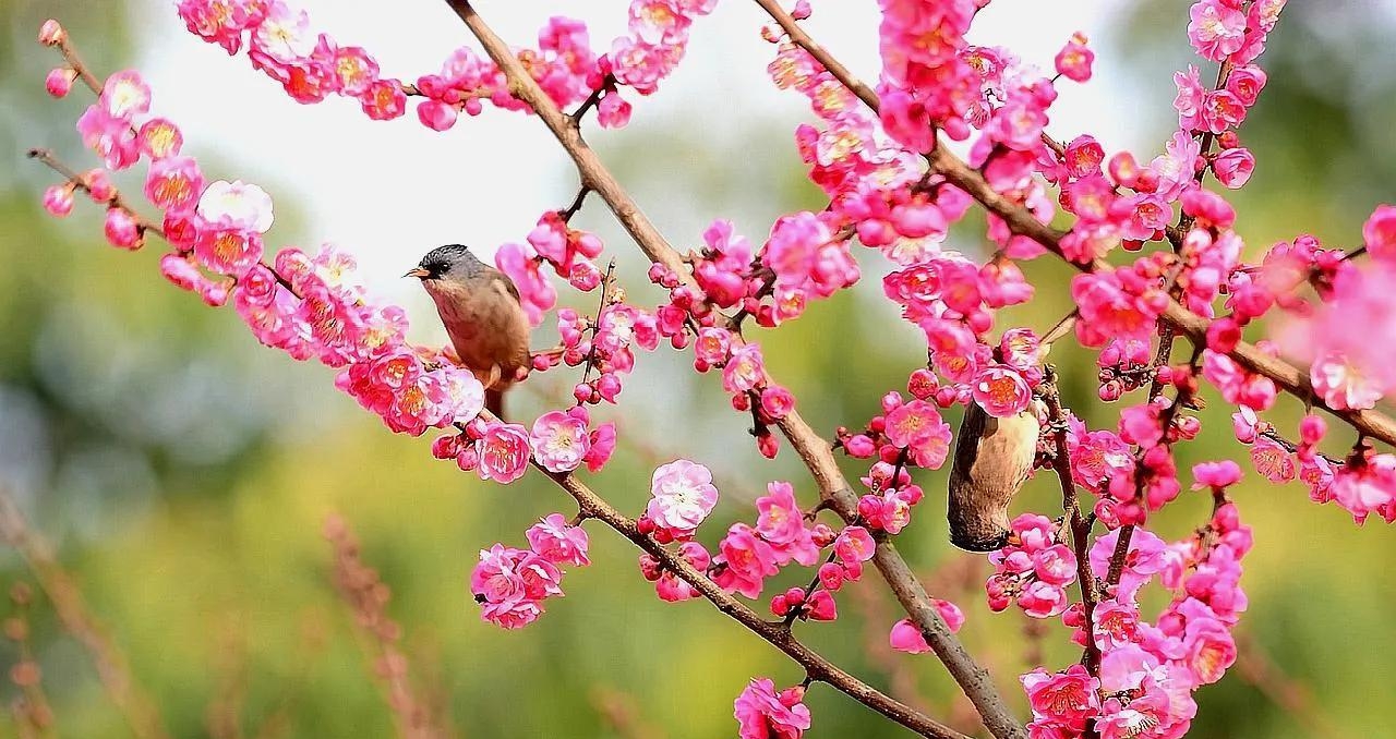 关于梅花的歌曲有哪些(关于梅花的歌曲) 梅花 歌曲 第3张