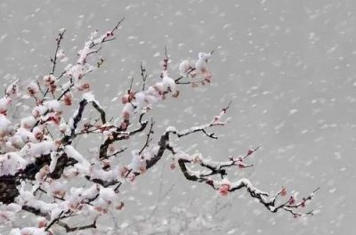 ​关于梅花的歌曲有哪些(关于梅花的歌曲)