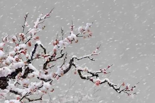 关于梅花的歌曲有哪些(关于梅花的歌曲) 梅花 歌曲 第1张