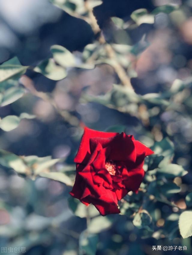 假如爱有天意歌词（假如爱有天意）(18)