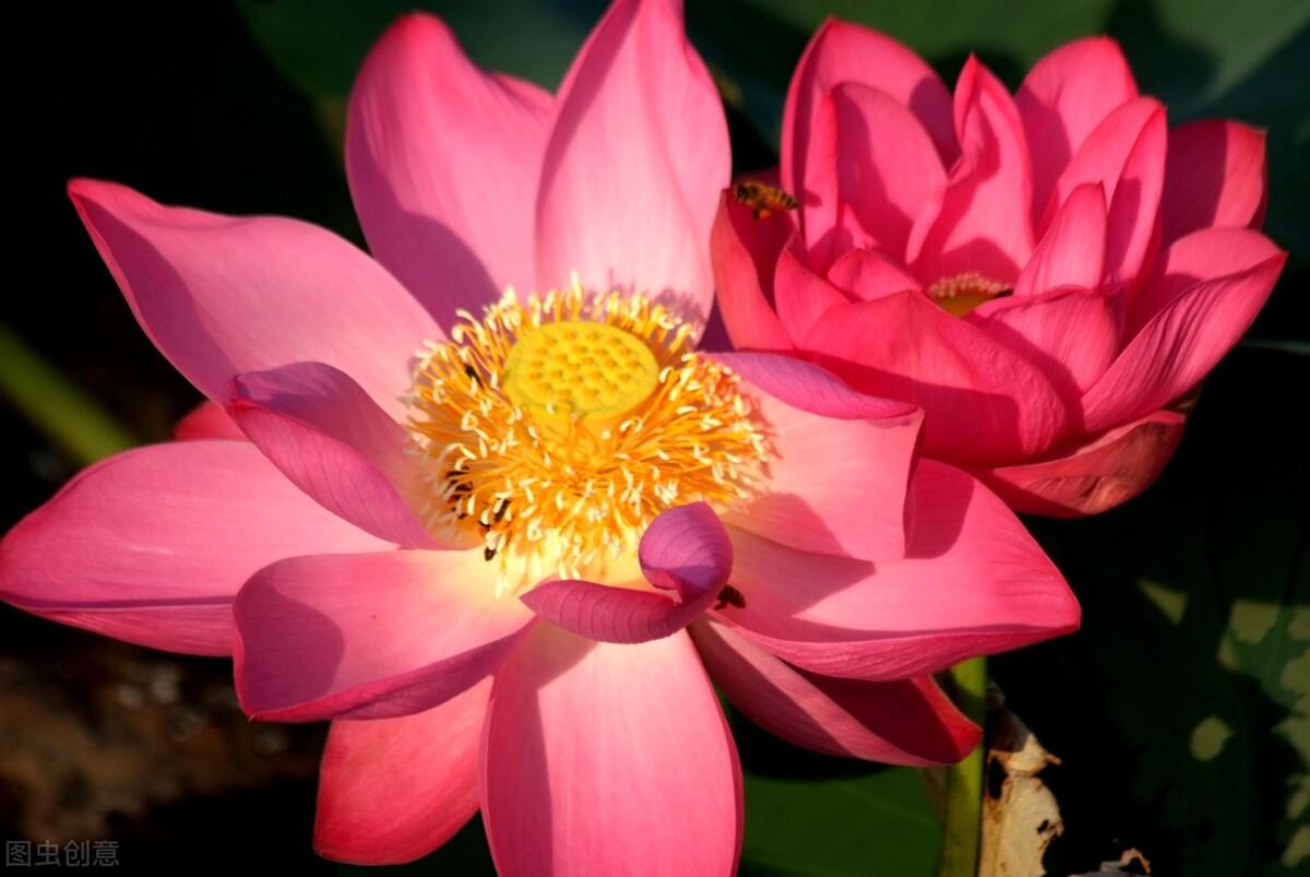 赞美歌颂女性的诗歌（10首赞美女性美的古诗词）