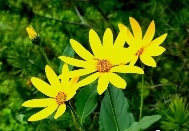 祭奠的歌曲有哪些(好听的祭奠歌曲) 歌曲 第2张