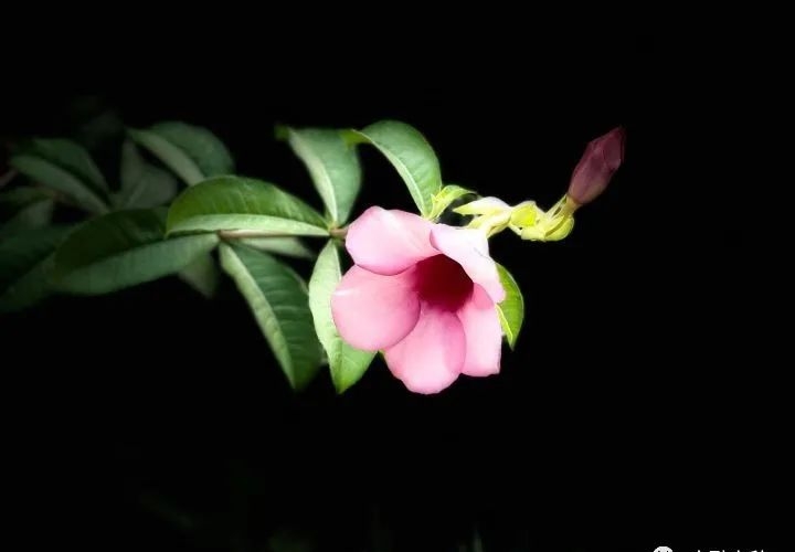 祭奠的歌曲有哪些(好听的祭奠歌曲) 歌曲 第4张