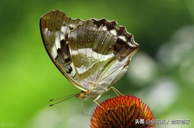 ​儿时回忆的歌曲有哪些(回忆小学时光的歌曲有哪些)