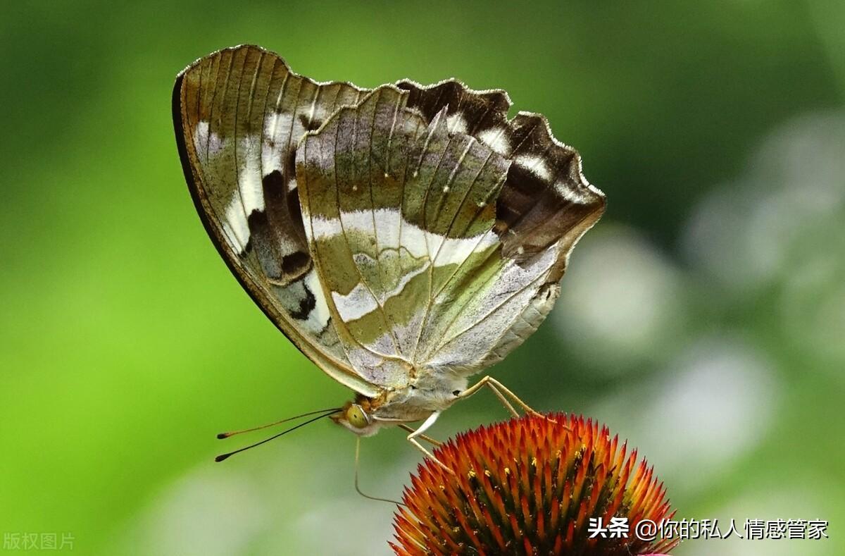 儿时回忆的歌曲有哪些(回忆小学时光的歌曲有哪些)  第1张