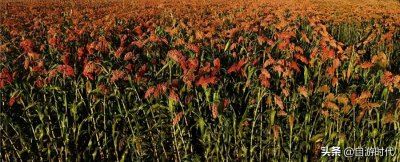 ​红米饭南瓜汤挖野菜也当粮是哪首歌（毛委员和我们在一起歌词）